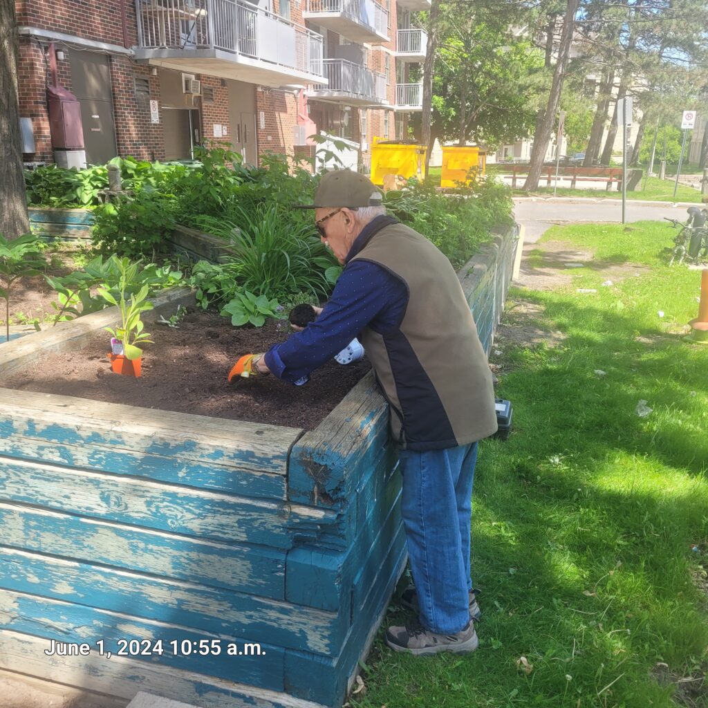 It was an informal event with many smiles. Three tenant volunteers, along with Organic Lead, Grant Yusak, have undertaken to reclaim a treed area at the rear of the building.